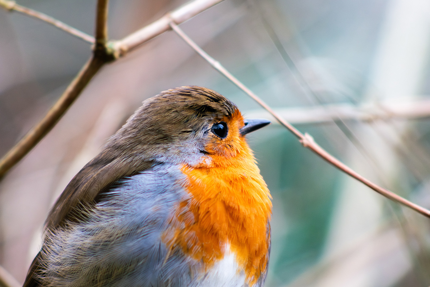 Wildlife